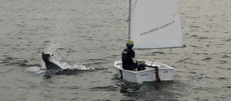 Der Delfin taucht noch rechtzeitig ab.
