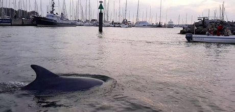 wieder in die Kieler Förde.
