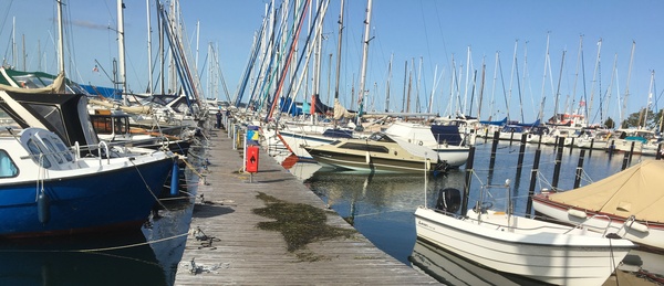 Nach dem Hochwasser blieb das Seegras auf dem Steg C zurück und